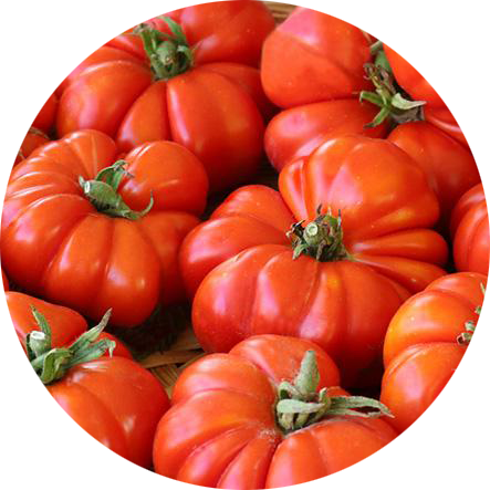 zaden tomaat pisanello