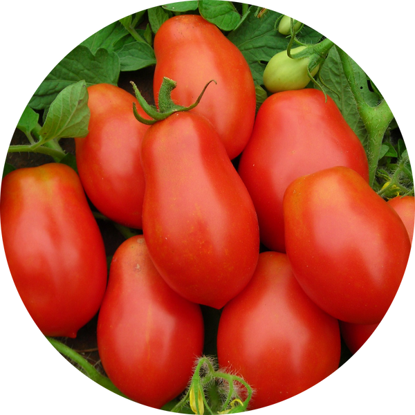 zaden roma tomaat