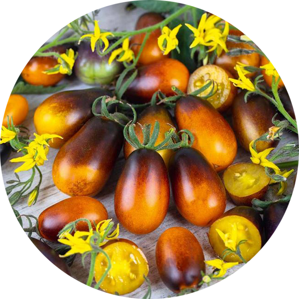 zaden tomaat indigo pear drops