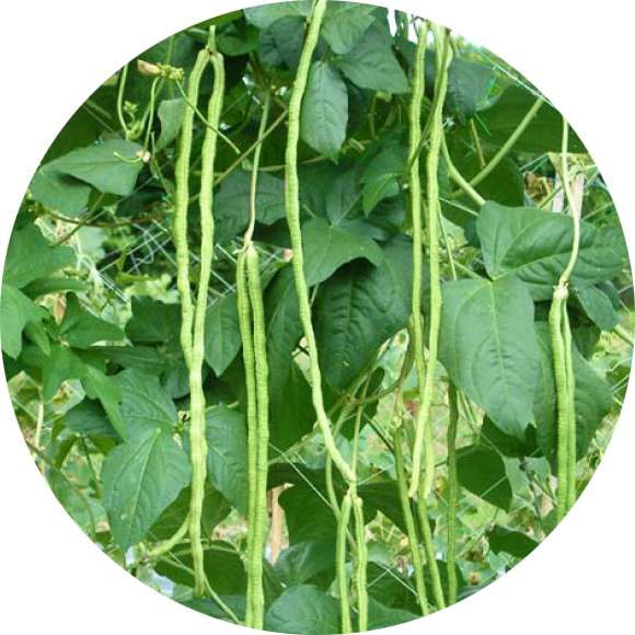 zaden yard long bean klimboon aspergeboon