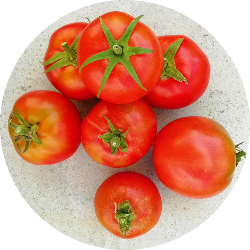 zaden saint-pierre tomaat