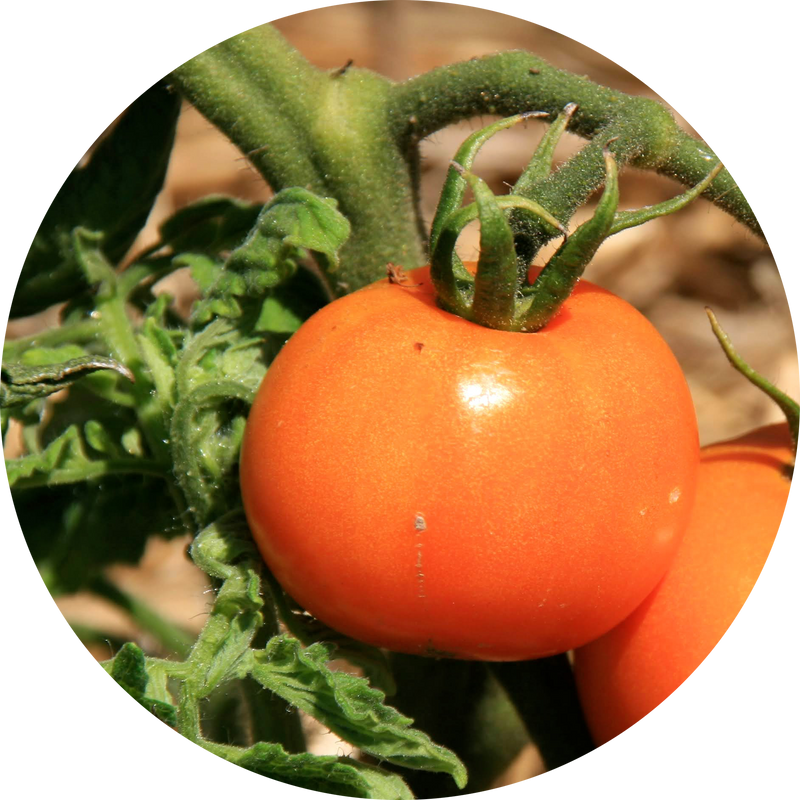Zaden tomaat 'Carotina'