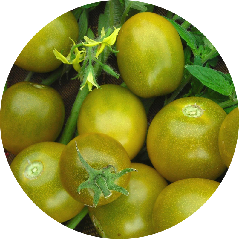 Zaden tomaat 'green grape'