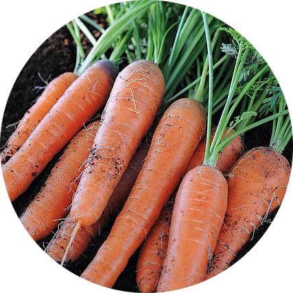zaden wortel carrot nantes